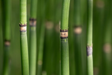 Fototapeta premium Green bamboo background or green bamboo wallpaper in close-up macro view shows details of bamboo structure with green blurry levels as sustainable wallpaper or elegant natural background green colors
