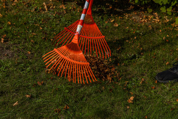 Raking grass in the garden with a red rake for sweeping leaves