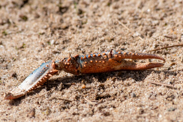 Truncated claws of a crab or crawfish are the rest of a killed crab or crawfish and its crab skeleton found at a shore of a river and shows the fight of life in the wilderness with strong pincers