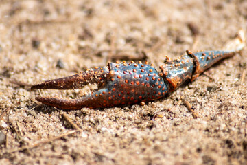Truncated claws of a crab or crawfish are the rest of a killed crab or crawfish and its crab skeleton found at a shore of a river and shows the fight of life in the wilderness with strong pincers