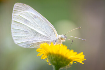 Beautiful colorful butterfly in profile view macro with shiny blurred background bokeh in summer farm field shows filigree wings with vibrant colors camouflage insect hiding pollination in wild grass