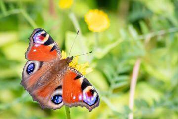 Peacock butterfly macro on violet flower blossom in close-up macro view shows filigree details of dusting butterfly with colorful wings imitating an animal eye as protective camouflage of butterfly