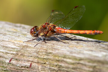 Red Crimson dragonfly in profile Impressive shot of insect killer dragonfly warming up in sunshine waiting for flies or  insects to hunt for as beneficial animal red facete eyes macro filigree wings