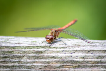 Red Crimson dragonfly in profile Impressive shot of insect killer dragonfly warming up in sunshine...