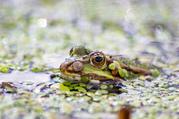 Green frog or european common frog in idyllic garden pond lurking for insects with big eyes shining beautiful amphibian toad in evening sunlight showing its head in the water looking into the camera