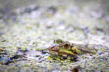 Green frog or european common frog in idyllic garden pond lurking for insects with big eyes shining beautiful amphibian toad in evening sunlight showing its head in the water looking into the camera