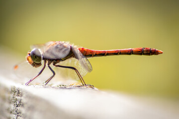 Red Crimson dragonfly in profile Impressive shot of insect killer dragonfly warming up in sunshine waiting for flies or  insects to hunt for as beneficial animal red facete eyes macro filigree wings