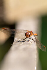 Red Crimson dragonfly in profile Impressive shot of insect killer dragonfly warming up in sunshine waiting for flies or  insects to hunt for as beneficial animal red facete eyes macro filigree wings