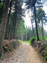 Landscape - summer coniferous forest in rays of sun. Stony path in the forest among pines and firs. Sun breaks through branches. Travel concept. Vertical Photo. Long way through beautiful forests.