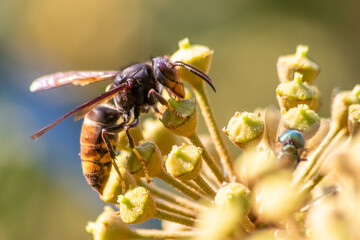 Macro of Big hornet collecting nectar pollen while dusting a blooming bush in autumn is big impressive venomous insect with poisonous stinger and big mandibles as king of insects yellow jacket flying