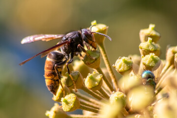 Macro of Big hornet collecting nectar pollen while dusting a blooming bush in autumn is big impressive venomous insect with poisonous stinger and big mandibles as king of insects yellow jacket flying