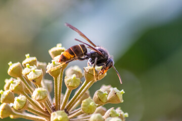 Macro of Big hornet collecting nectar pollen while dusting a blooming bush in autumn is big impressive venomous insect with poisonous stinger and big mandibles as king of insects yellow jacket flying