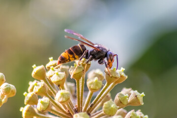 Macro of Big hornet collecting nectar pollen while dusting a blooming bush in autumn is big impressive venomous insect with poisonous stinger and big mandibles as king of insects yellow jacket flying