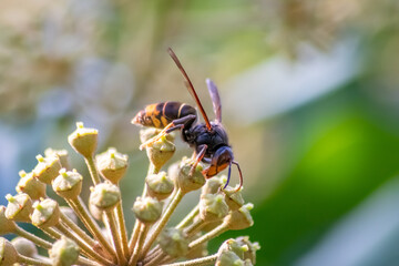 Macro of Big hornet collecting nectar pollen while dusting a blooming bush in autumn is big impressive venomous insect with poisonous stinger and big mandibles as king of insects yellow jacket flying