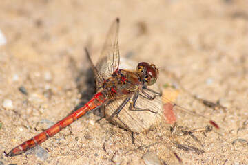 Red Crimson dragonfly in profile Impressive shot of insect killer dragonfly warming up in sunshine waiting for flies or  insects to hunt for as beneficial animal red facete eyes macro filigree wings