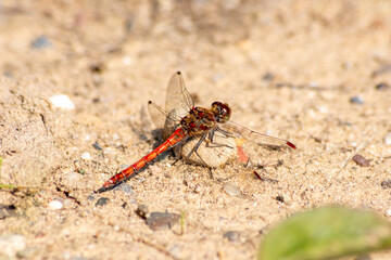 Red Crimson dragonfly in profile Impressive shot of insect killer dragonfly warming up in sunshine waiting for flies or  insects to hunt for as beneficial animal red facete eyes macro filigree wings