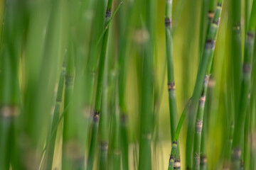 Green bamboo background or green bamboo wallpaper in close-up macro view shows details of bamboo structure with green blurry levels as sustainable wallpaper or elegant natural background green colors