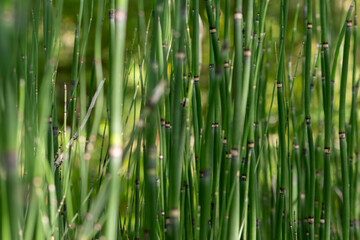 Green bamboo background or green bamboo wallpaper in close-up macro view shows details of bamboo structure with green blurry levels as sustainable wallpaper or elegant natural background green colors