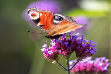 Peacock butterfly macro on violet flower blossom in close-up macro view shows filigree details of dusting butterfly with colorful wings imitating an animal eye as protective camouflage of butterfly