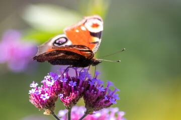 Peacock butterfly macro on violet flower blossom in close-up macro view shows filigree details of dusting butterfly with colorful wings imitating an animal eye as protective camouflage of butterfly