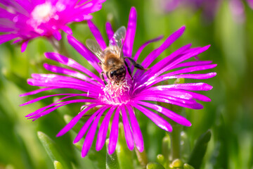 Bee on beautiful pink flowers in summer sunshine showing beauty to passengers and inviting insects like bees and bumblebees to collect their pollen for dusting pollination and organic honey production