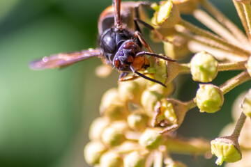 Macro of Big hornet collecting nectar pollen while dusting a blooming bush in autumn is big impressive venomous insect with poisonous stinger and big mandibles as king of insects yellow jacket flying