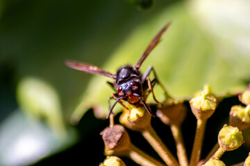 Macro of Big hornet collecting nectar pollen while dusting a blooming bush in autumn is big impressive venomous insect with poisonous stinger and big mandibles as king of insects yellow jacket flying