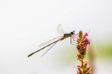 Little dragonfly on flower with blurred background shows filigree wings and details of facette eyes and long dragonfly body as beneficial insect and insect hunter with perfect wing structure for hunt