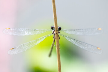 Little dragonfly on flower with blurred background shows filigree wings and details of facette eyes...