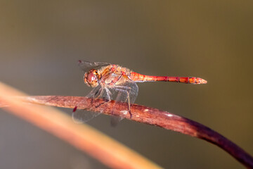 Red Crimson dragonfly in profile Impressive shot of insect killer dragonfly warming up in sunshine waiting for flies or  insects to hunt for as beneficial animal red facete eyes macro filigree wings
