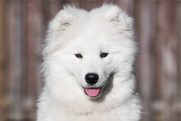 Obraz premium Cute white Samoyed behind the fence