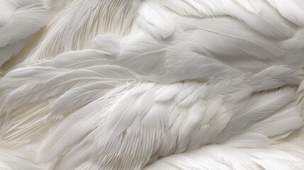Obraz premium Elegant Coastal Symphony - Pelican's Feathers in Soft Whites and Grays