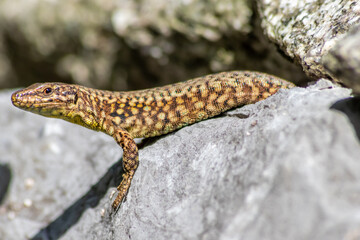 Shy Lizard on the hunt for insects on a hot volcano rock warming up in the sun as hematocryal animal in macro view and close-up to see the scaled skin details of little saurian needs to shed or molt