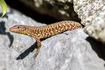 Shy Lizard on the hunt for insects on a hot volcano rock warming up in the sun as hematocryal animal in macro view and close-up to see the scaled skin details of little saurian needs to shed or molt
