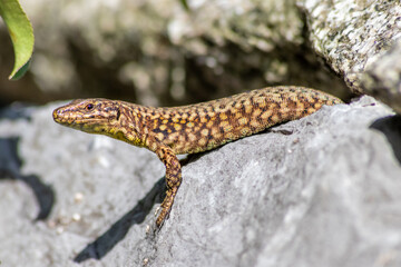 Shy Lizard on the hunt for insects on a hot volcano rock warming up in the sun as hematocryal animal in macro view and close-up to see the scaled skin details of little saurian needs to shed or molt