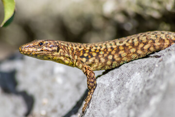 Shy Lizard on the hunt for insects on a hot volcano rock warming up in the sun as hematocryal animal in macro view and close-up to see the scaled skin details of little saurian needs to shed or molt