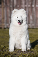Cute white Samoyed behind the fence
