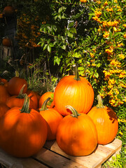 Pile of orange bright pumpkins, pumpkin harvest in autumn. High quality photo