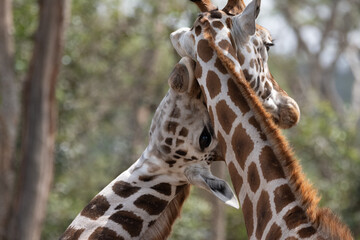 Giraffe liebkost ihr Giraffenkind