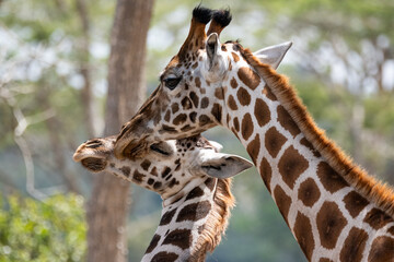 Giraffe liebkost ihr Giraffenkind