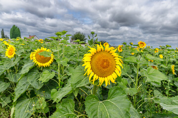  View of a sunflower field
