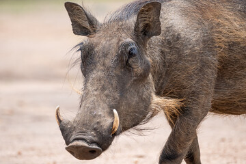 Fototapeta premium Portrait eines Warzenschweins