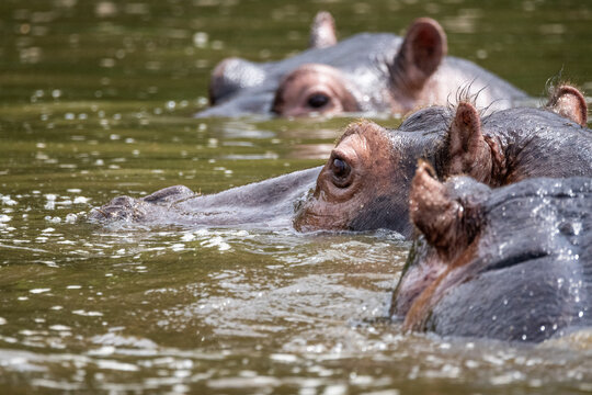 Drei Nilpferde schwimmen im See 