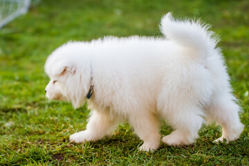 Adorable samoyed puppy running on the lawn