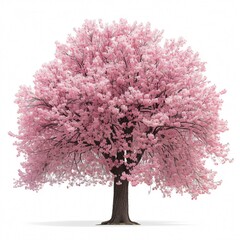 Obraz premium Blooming Cherry Tree Isolated on White.