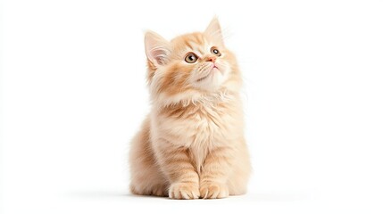 Obraz premium Adorable orange kitten looking upwards in soft light