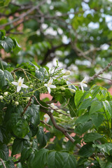 Indian cork tree (Millingtonia hortensis Linn.f) flowers blooming on trees.
