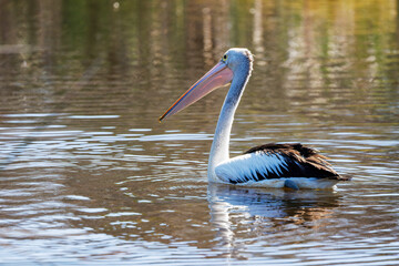 Australian Pelican Floating on Tranquil Water in Natural Habitat
