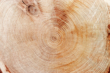 Slice of wood timber with juniper tree rings as natural geometric pattern, abstract nature...
