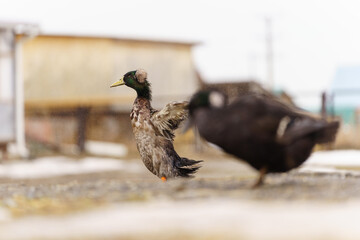 Graceful duck stands elegantly on top of a small puddle of water on farm